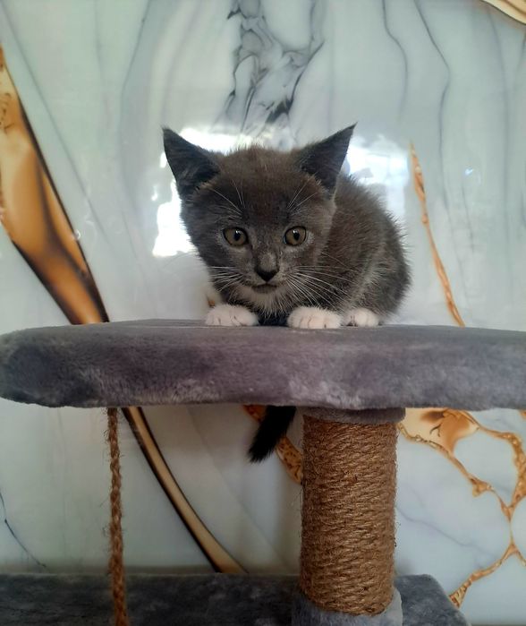 Котенок ищет новый дом