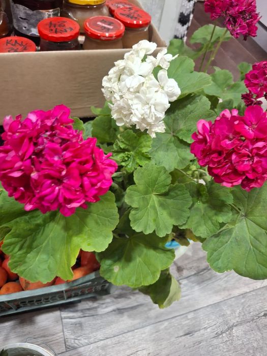 Продам домашние цветы