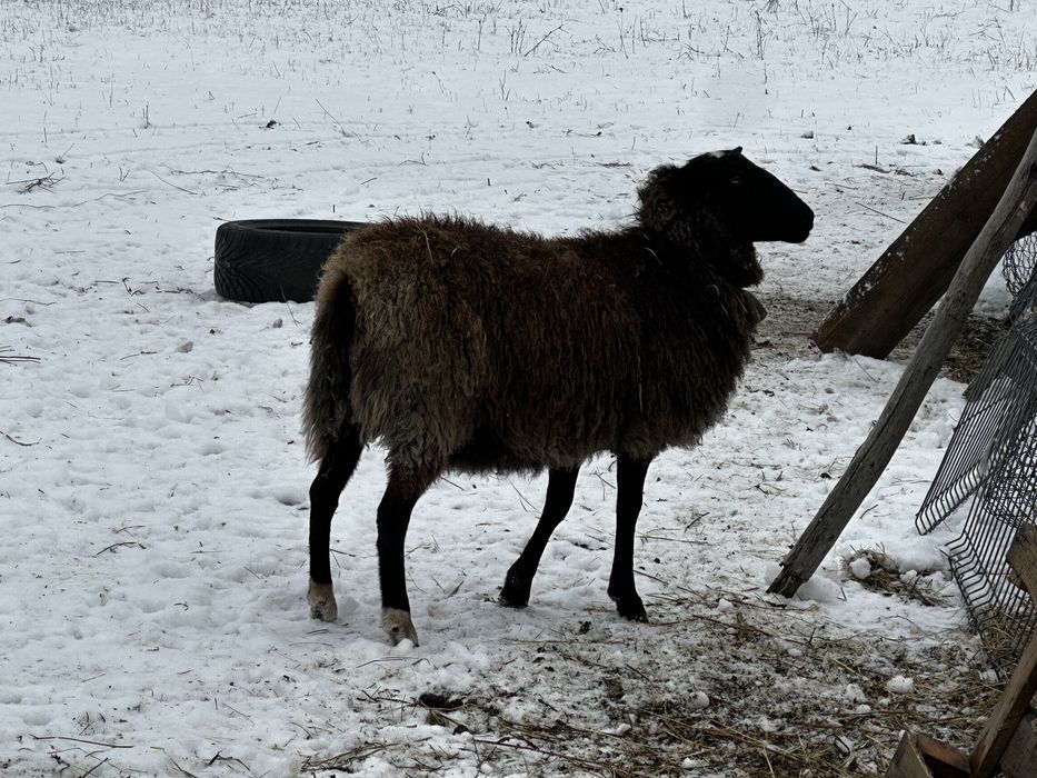 Berbec si oi romanov