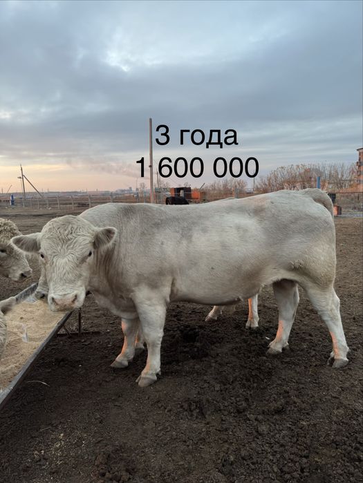 Бычки поместь аулейколь
