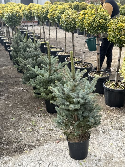Vand plante ornamentale diferite specii de calitate extra
