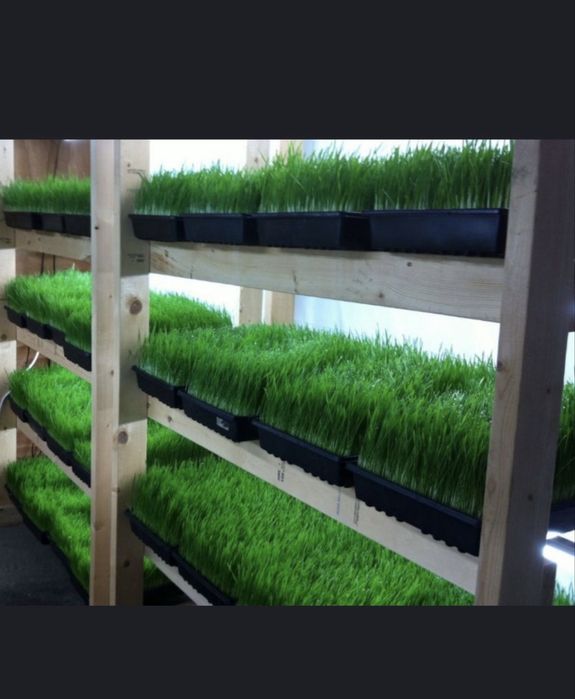 Gidraponika bugdoy undrish