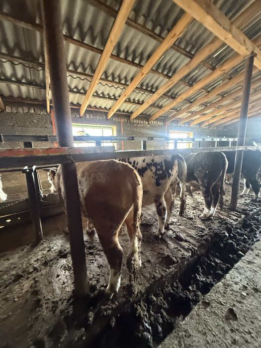 Продам бычков на откорме