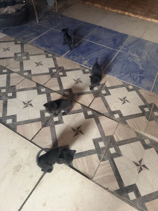 Мысык Котёнок кошки