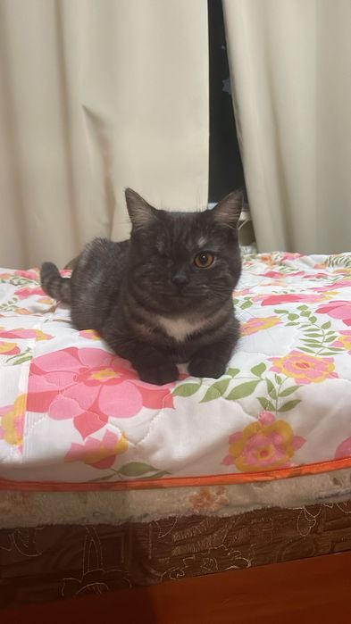 Отдадим даром кошечку!