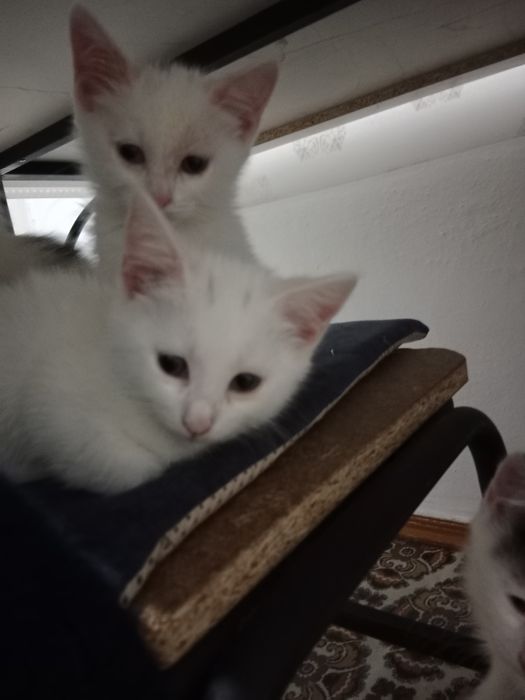 Отдам котят в добрые руки.