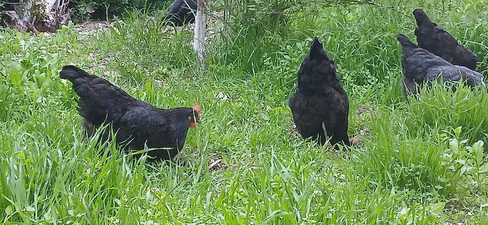 Gigant Qora shahzoda   tovuqlari, joʻjalari va tuxumlari sotiladi