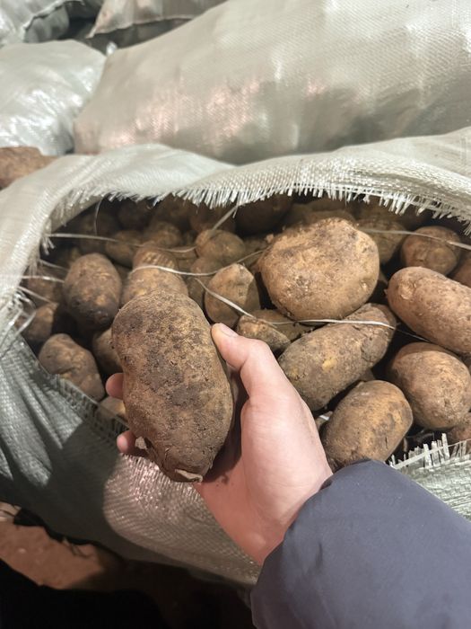 Продам Картофель от Кх