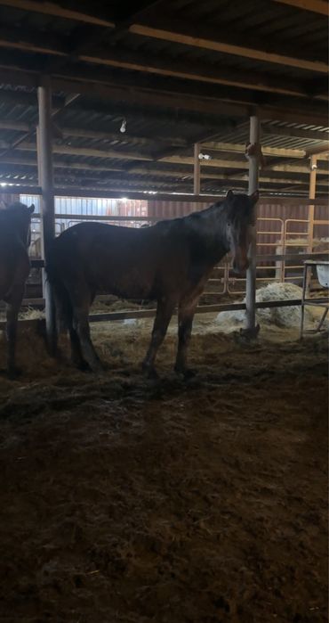 Жеребцы 4 летки мощные