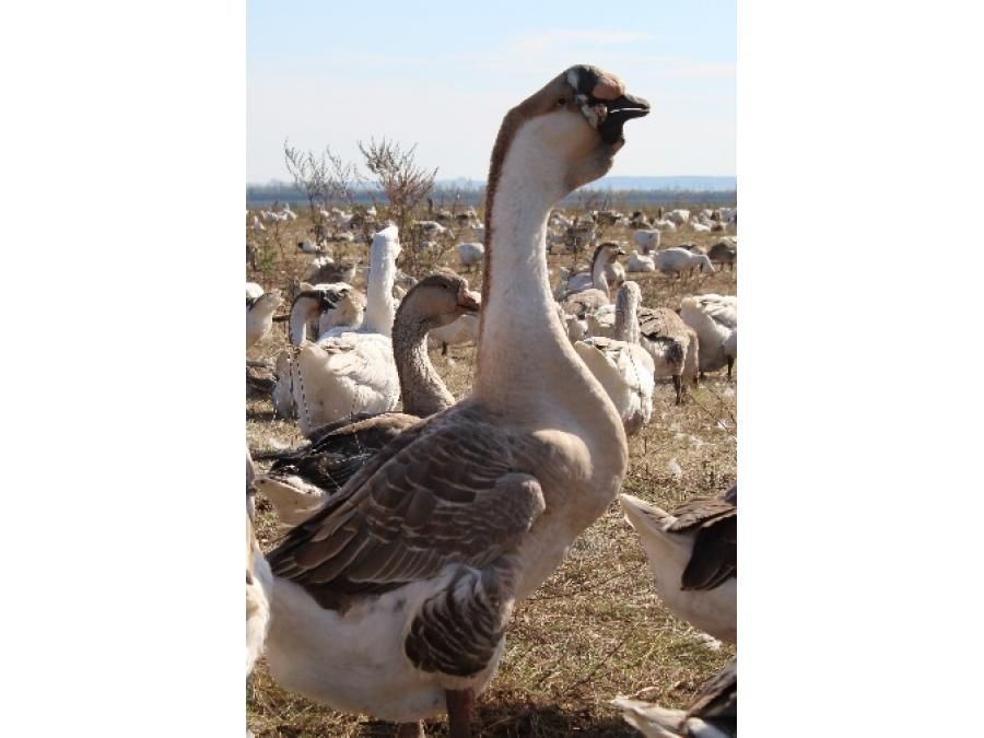 Гусята и инкубационное яйцо супер тяжеловесов в наличии Петропавловск