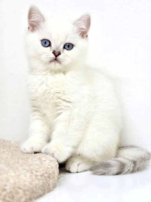КоТики и коШечки БриТаШки
