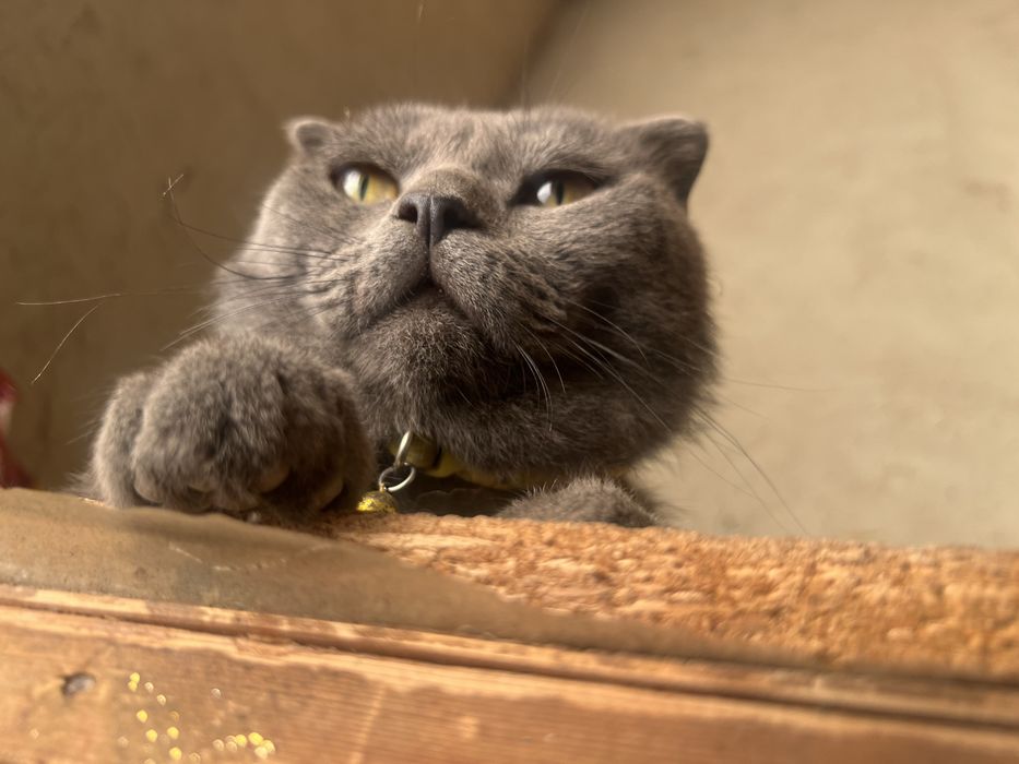 Скотиш фолд эркак мушук сотилади