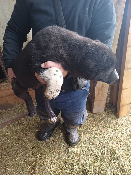 Продам щенят алабай