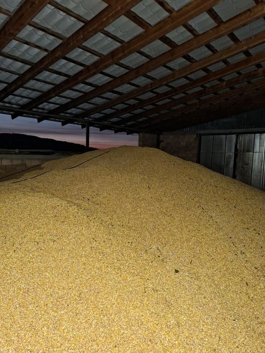 Porumb boabesi grau  recolta 2025