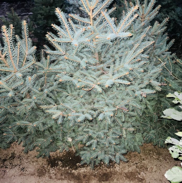 Кипарис Аризонка ва Еллар  сотувда бор