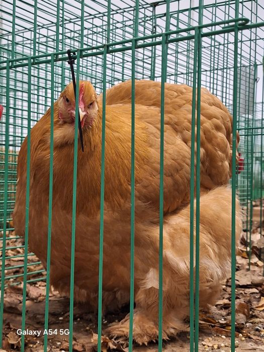 Cochinchina Galben
