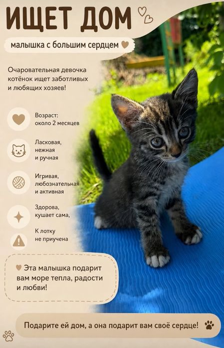 Котёнок    девочка!