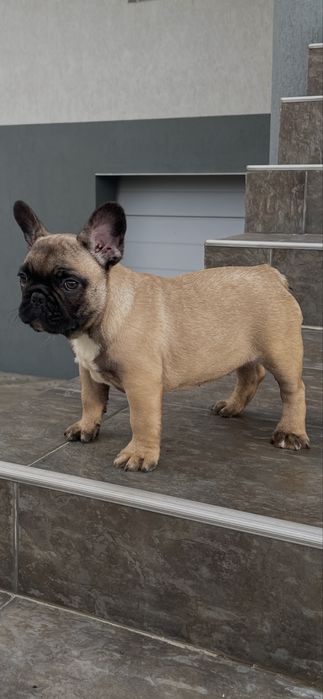 Vand pui bulldog francez