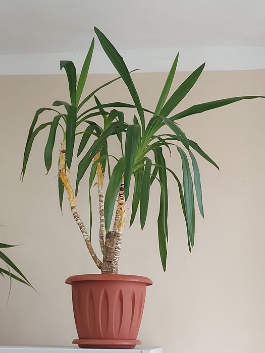 Комнатные  цветы