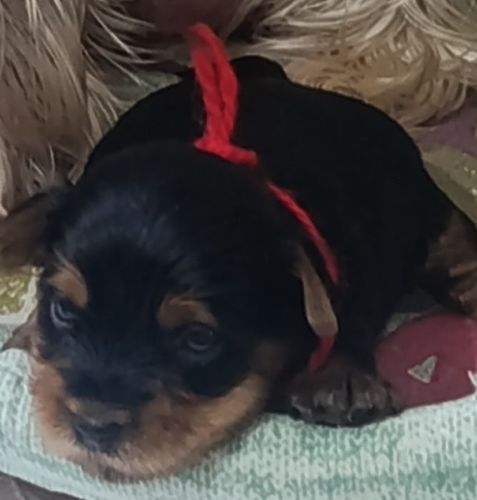 Мини девочка Йоркширского терьера.