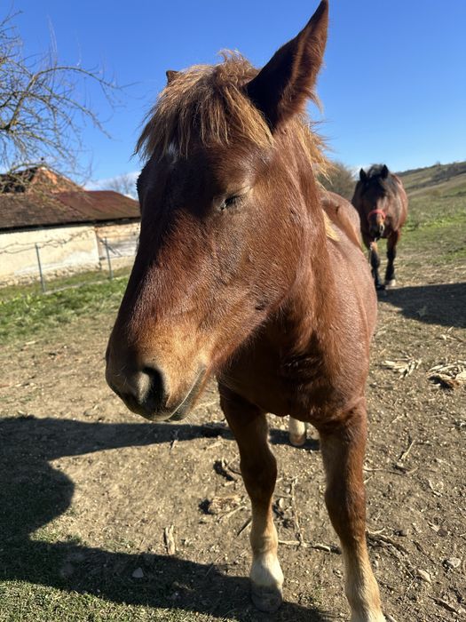 De vanzare iapa de 4 cu mqnza de 6 luni