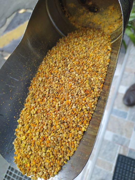 Polen crud de vanzare