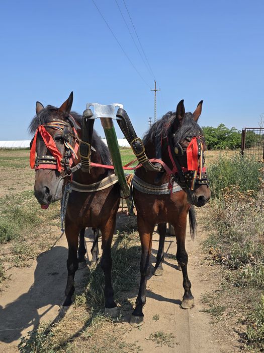 De vânzare iapă de 2 ani