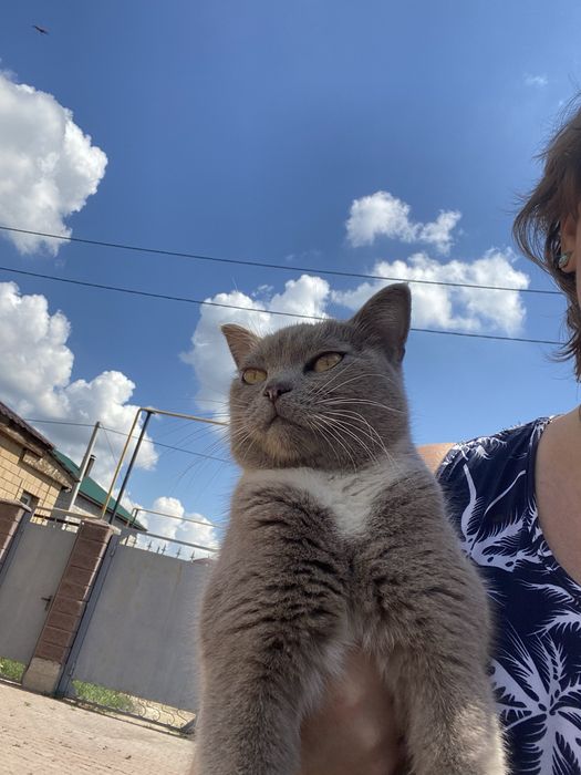 Отдам в добрые руки