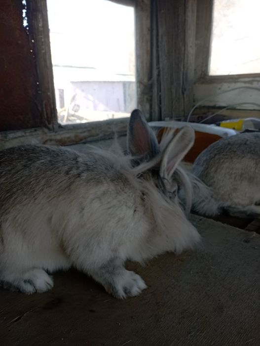 Продаю кроликов  недорого