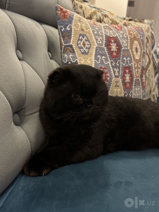 Продается котёнок скотиш