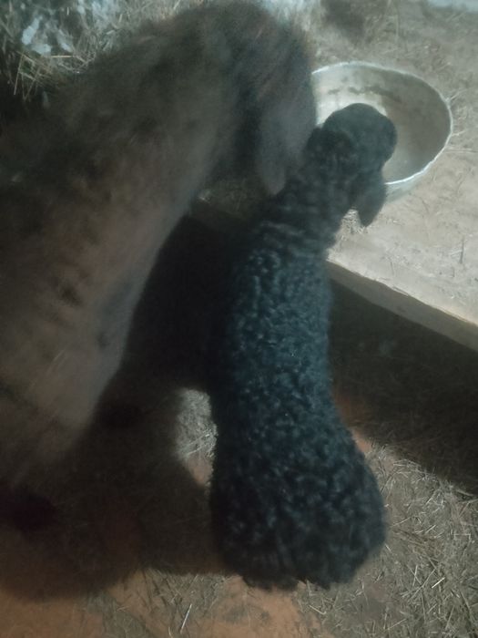 Қозылы Қой сатылады.