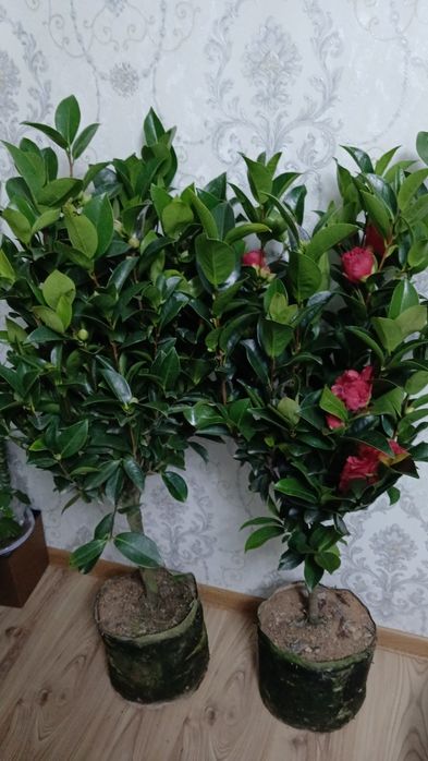 Комнатные растения