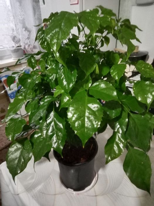 Радемахера комнатный цветок