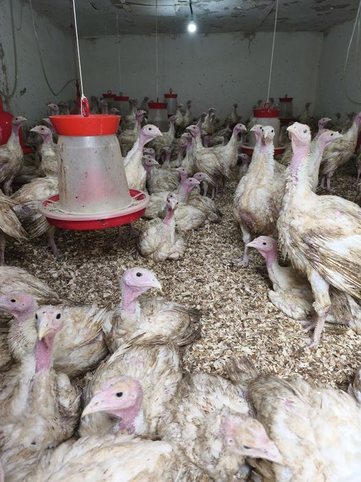 Vând pui de curcă