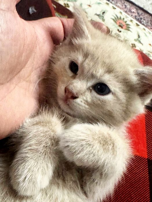 Котята маленькие породистая аристократка мама