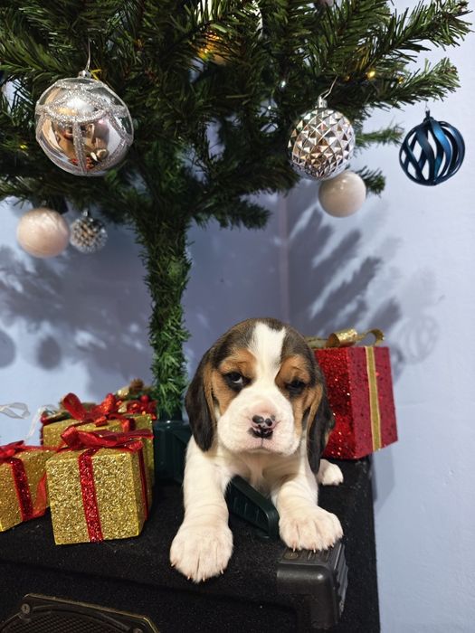 Pui beagle tricolor