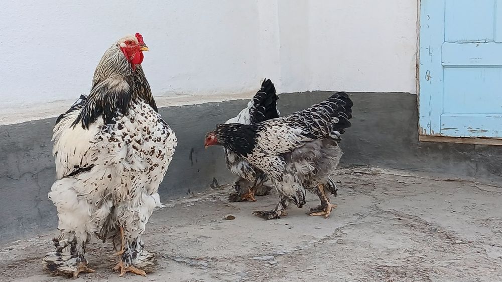 Tuxumlariga zakas olamiz