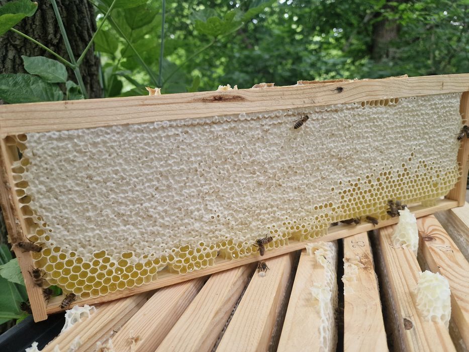 Продам мед в сотах, медовые рамки