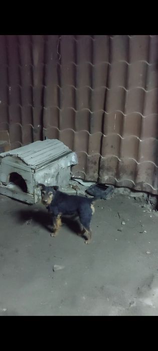 Продам ягдтерьер 4года