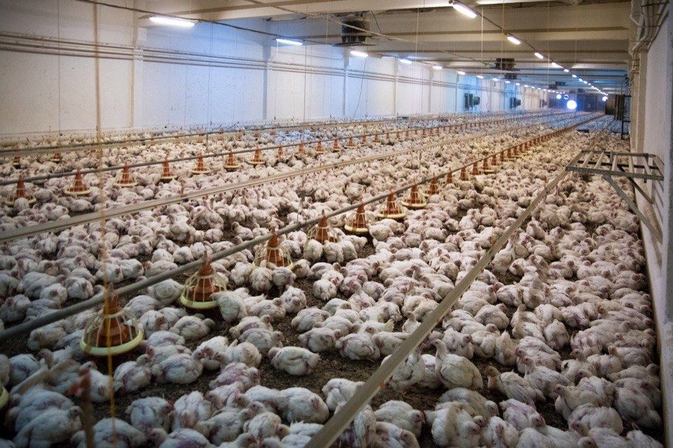 озонаторы в производстве птицы и птицепродуктов.