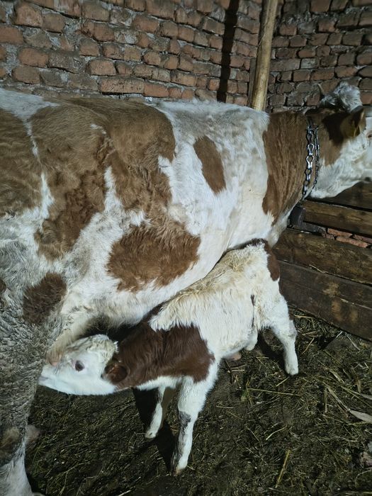 Vacă fătată cu vițel mascul de două săptămâni