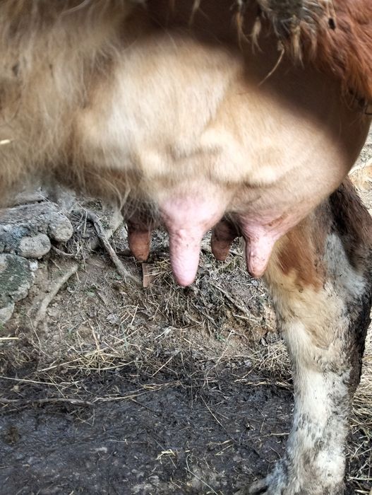 Vând vacă cu vițel, a treia fătare.