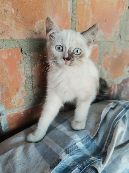 Отдам котят в добрые руки