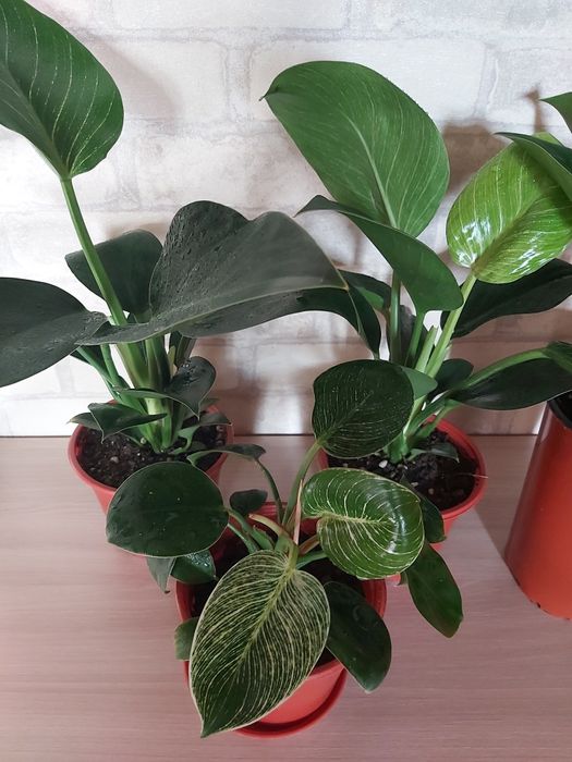 Комнатные цветы Филодендрон Биркин