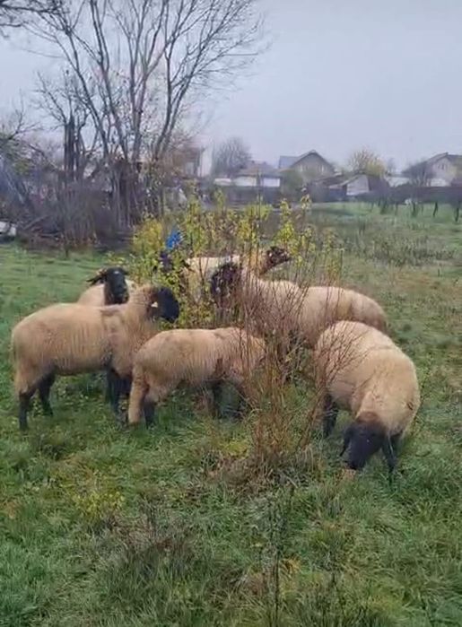 Se vând  oi carabase