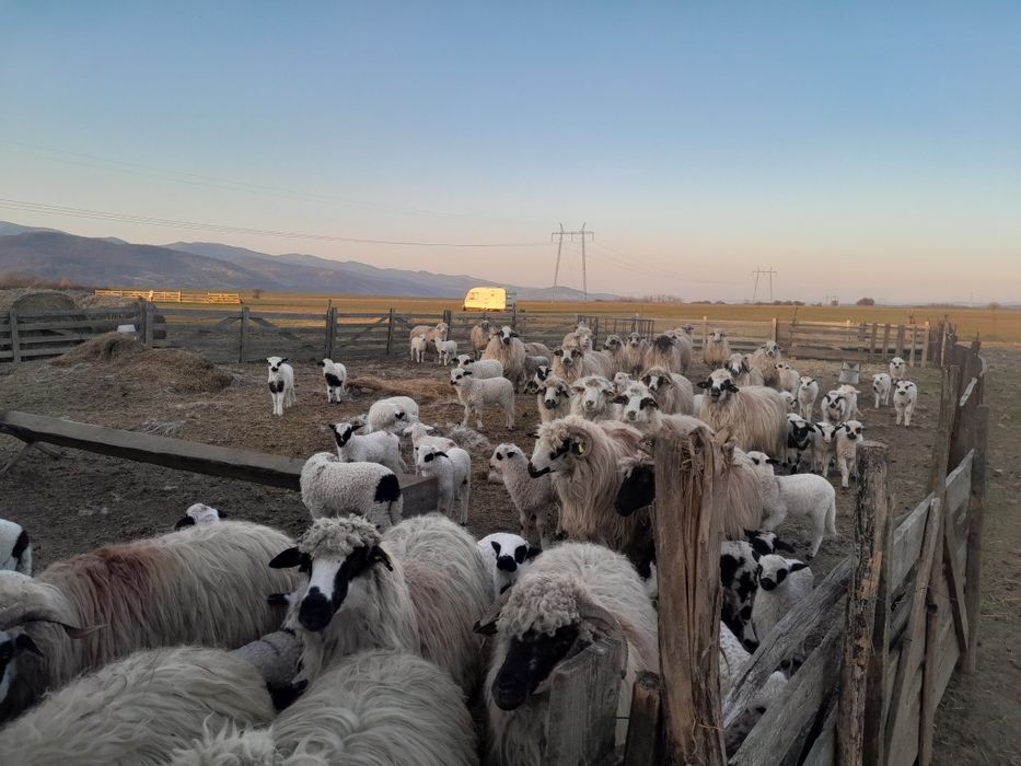 Oi de vanzare  în Balomiru de Camp