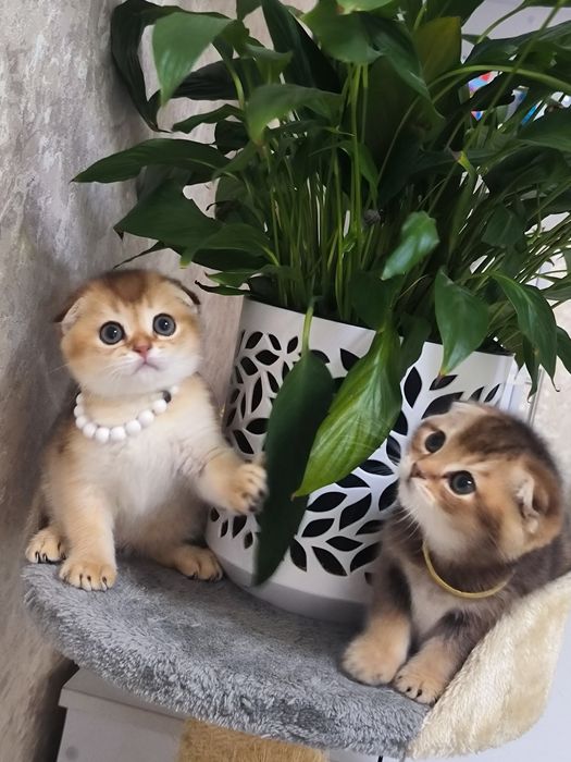 Котята от правильной вязки