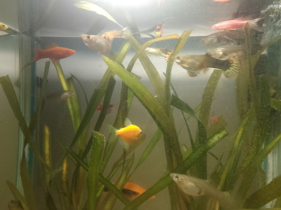 Балықтар сатылады