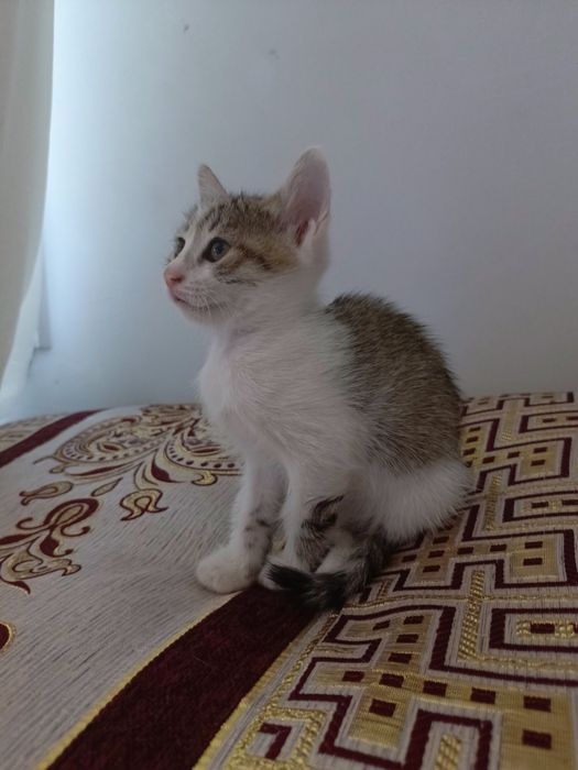 Котенок 1,5 месяц бесплатно в добрые руки. Город Ургенч