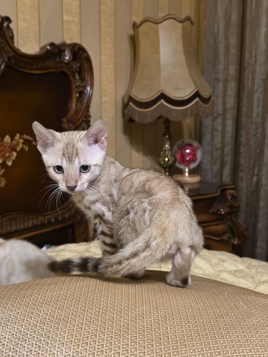 Бенгалски котета